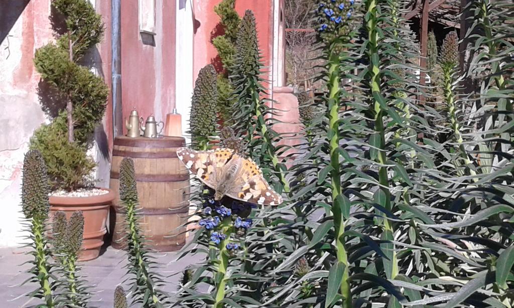 Agriturismo Gocce Di Luna Celle Ligure Luaran gambar